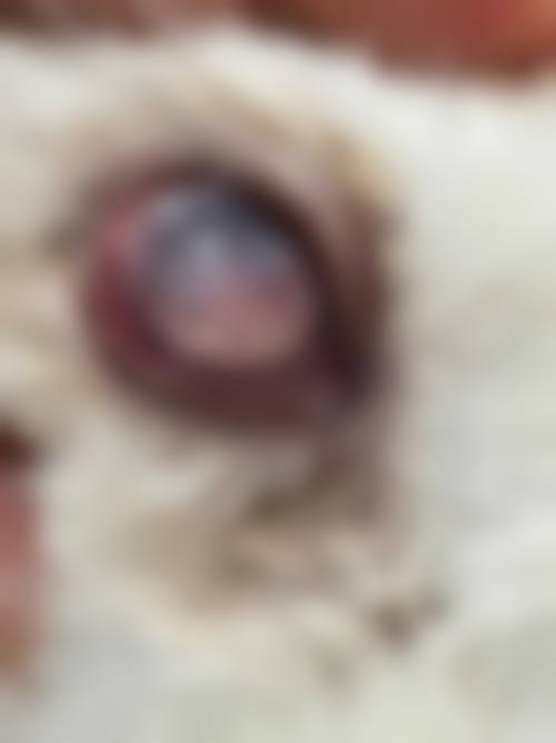擅长项目详解